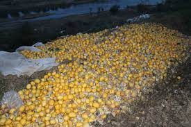 Adana'da tonlarca limon dere yatağına döküldü