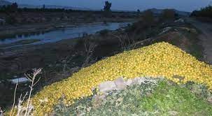 Adana'da tonlarca limon dere yatağına döküldü