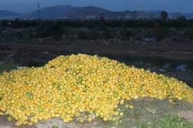 Adana'da tonlarca limon dere yatağına döküldü