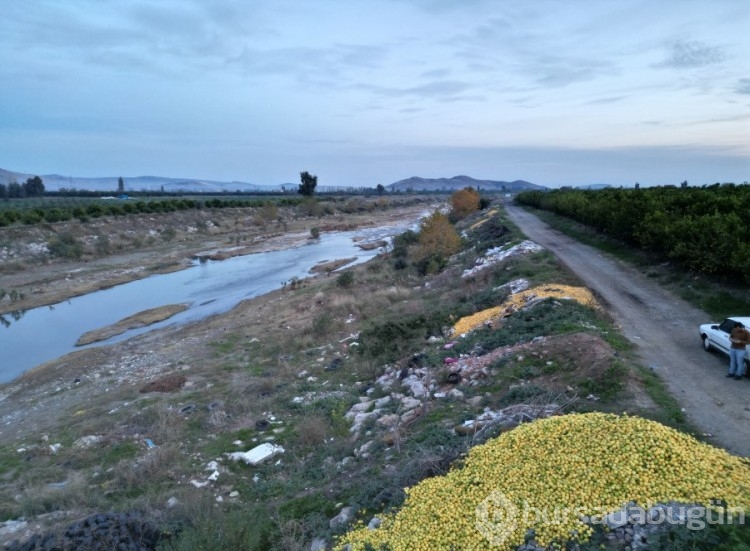 Adana'da tonlarca limon dere yatağına döküldü