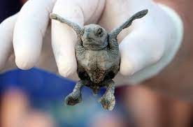 153 bin yavru caretta caretta denizle buluştu