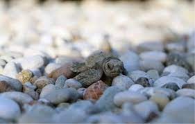 153 bin yavru caretta caretta denizle buluştu