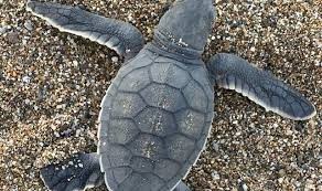 153 bin yavru caretta caretta denizle buluştu