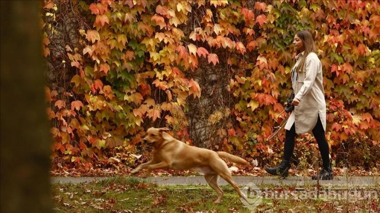 ABD'de gizemli hastalık: Köpekler arasında yayılıyor!