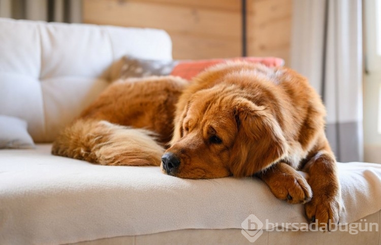ABD'de gizemli hastalık: Köpekler arasında yayılıyor!