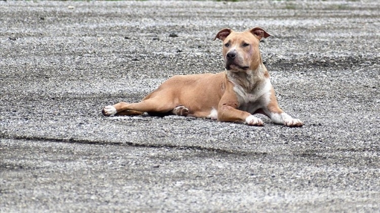 ABD'de gizemli hastalık: Köpekler arasında yayılıyor!