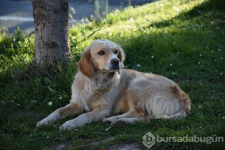 ABD'de gizemli hastalık: Köpekler arasında yayılıyor!