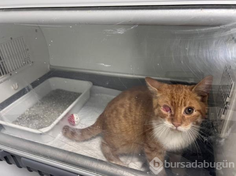 Sokağa terk edilen cins kediler sahiplendirilmeyi bekliyor
