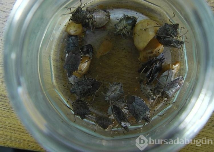 Karadeniz'in yeni kabusu 'kahverengi kokarca', fındık rekoltesine yüzde 10 zarar verdi
