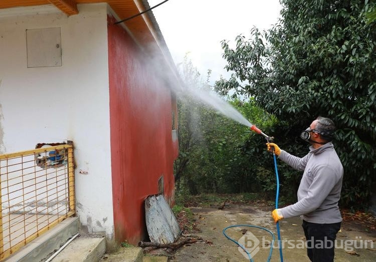 Karadeniz'in yeni kabusu 'kahverengi kokarca', fındık rekoltesine yüzde 10 zarar verdi
