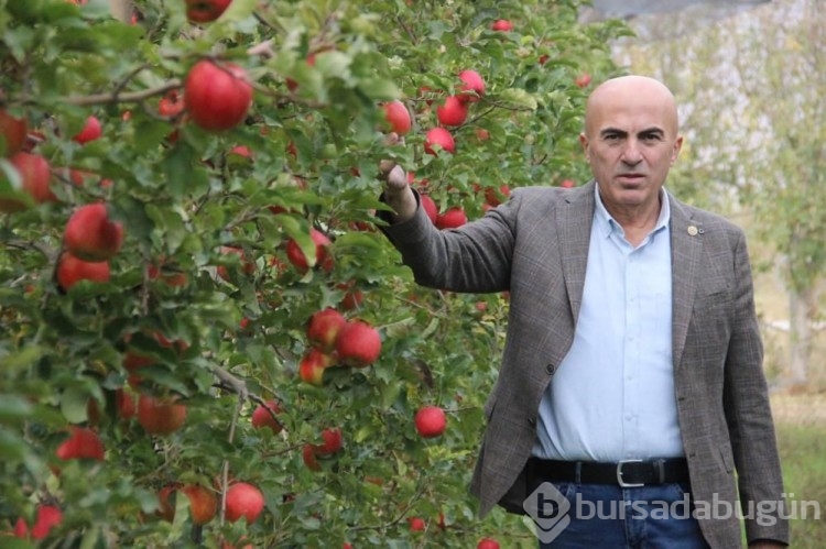Büyükşehirlerde 4 kat daha pahalı satılan elma üreticisinden fiyat isyanı! 