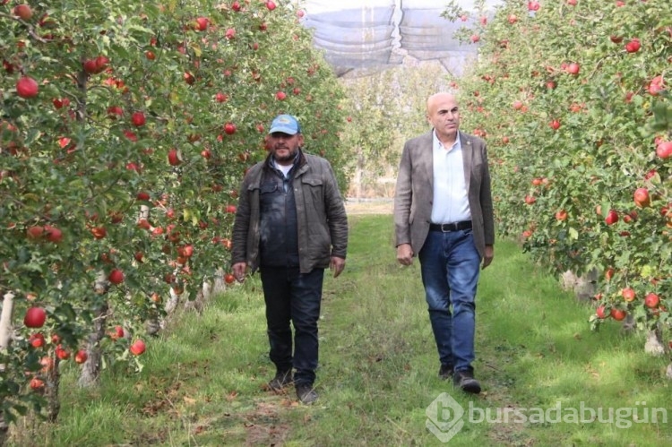 Büyükşehirlerde 4 kat daha pahalı satılan elma üreticisinden fiyat isyanı! 