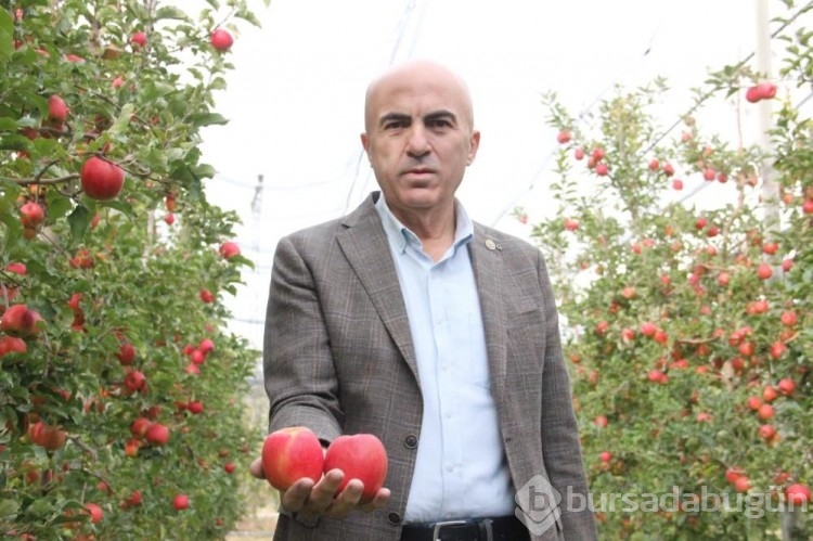 Büyükşehirlerde 4 kat daha pahalı satılan elma üreticisinden fiyat isyanı! 