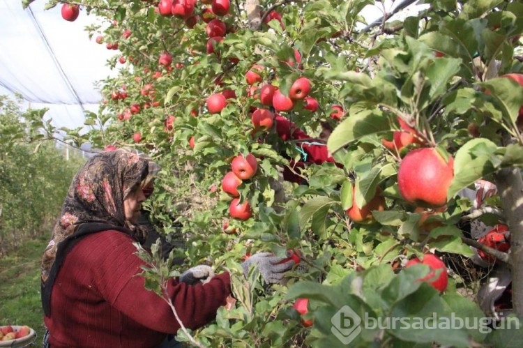Büyükşehirlerde 4 kat daha pahalı satılan elma üreticisinden fiyat isyanı! 