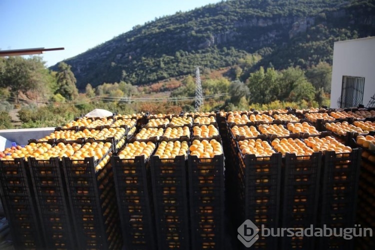 Bir ağaç 100 kilo ürün veriyor! Üreticiye kazandıran meyve