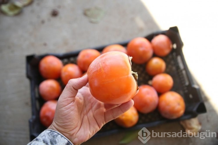 Bir ağaç 100 kilo ürün veriyor! Üreticiye kazandıran meyve