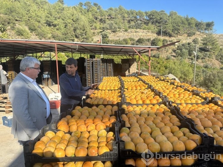 Bir ağaç 100 kilo ürün veriyor! Üreticiye kazandıran meyve