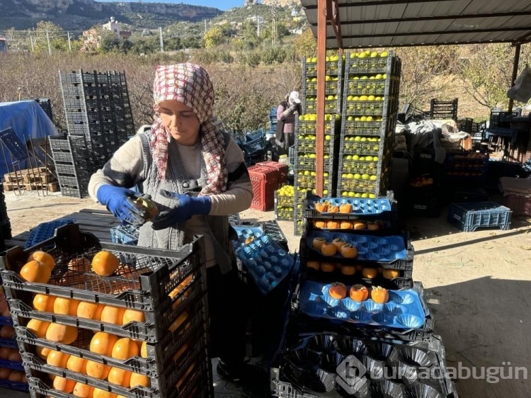 Bir ağaç 100 kilo ürün veriyor! Üreticiye kazandıran meyve