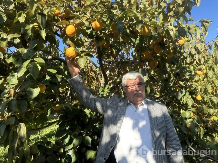 Bir ağaç 100 kilo ürün veriyor! Üreticiye kazandıran meyve