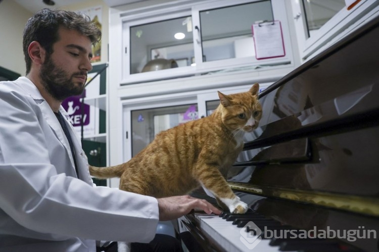 Kedilerin stresini kliniğinde bulunan piyanoyla azaltıyor