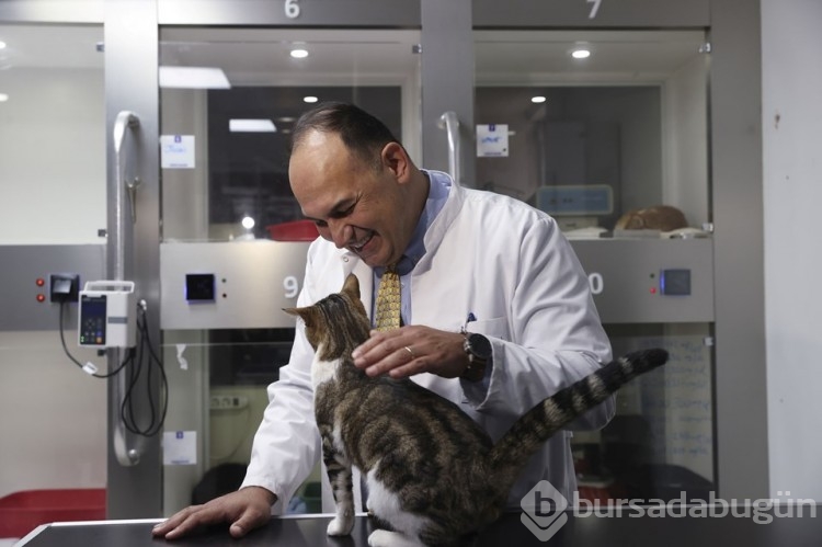 Kedilerin stresini kliniğinde bulunan piyanoyla azaltıyor