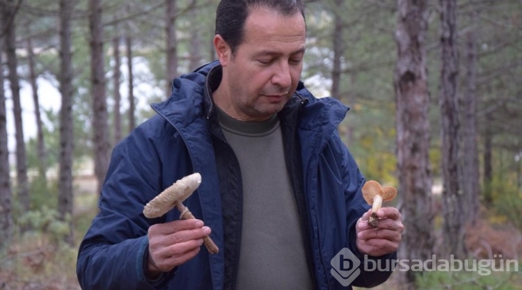 Kanlıca mantarı, zehirli olan benzerinden "sarı süt"le ayırt ediliyor
