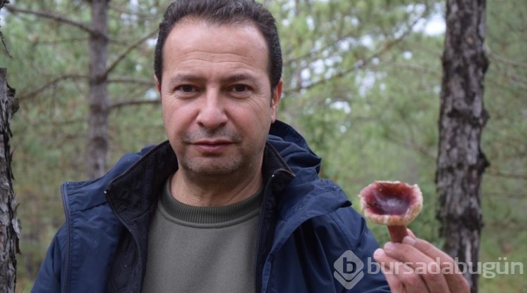 Kanlıca mantarı, zehirli olan benzerinden "sarı süt"le ayırt ediliyor
