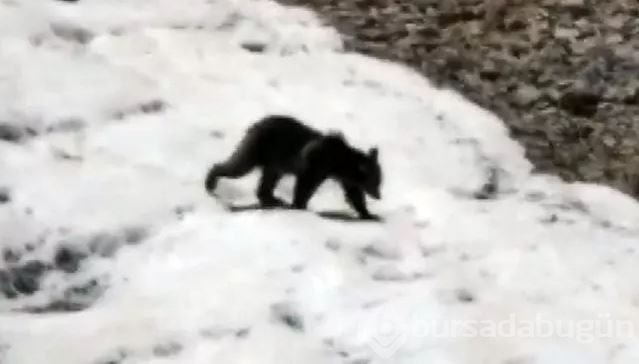 Dünya için asıl felaket haberi bu