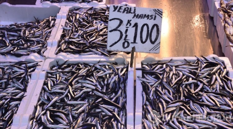 Trabzon'da hamsinin kilogramı 25 liraya kadar düştü
