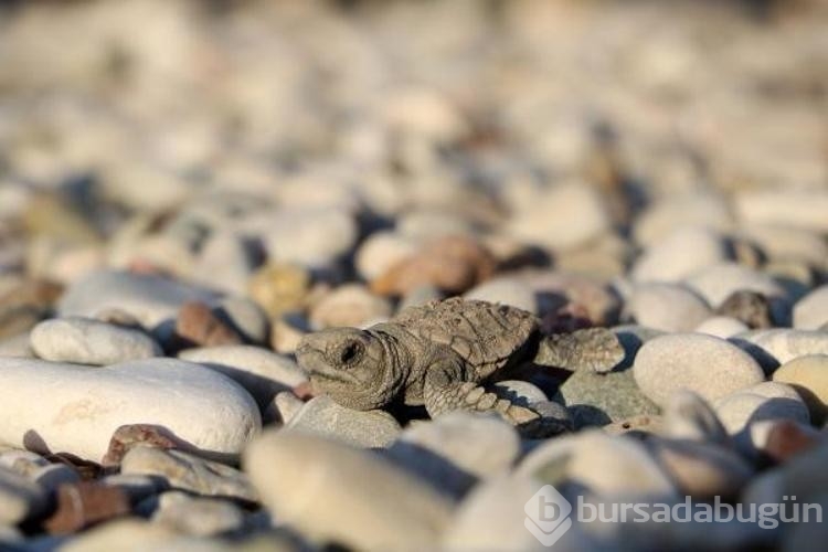 Denize ulaşan yavru caretta sayısı iki kat arttı
