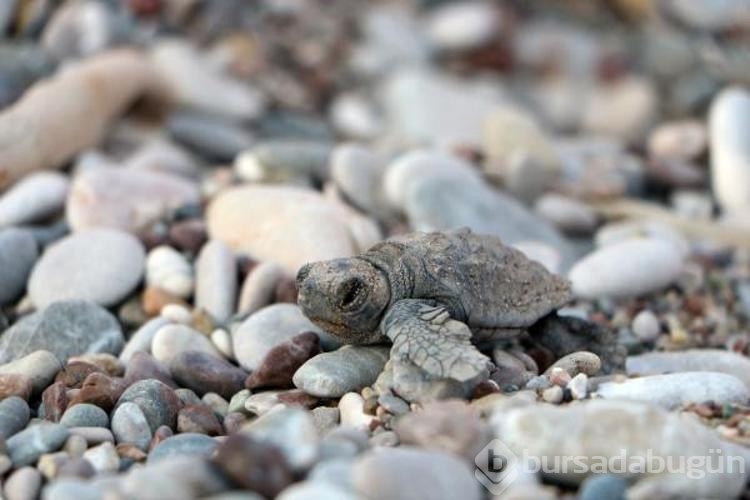 Denize ulaşan yavru caretta sayısı iki kat arttı
