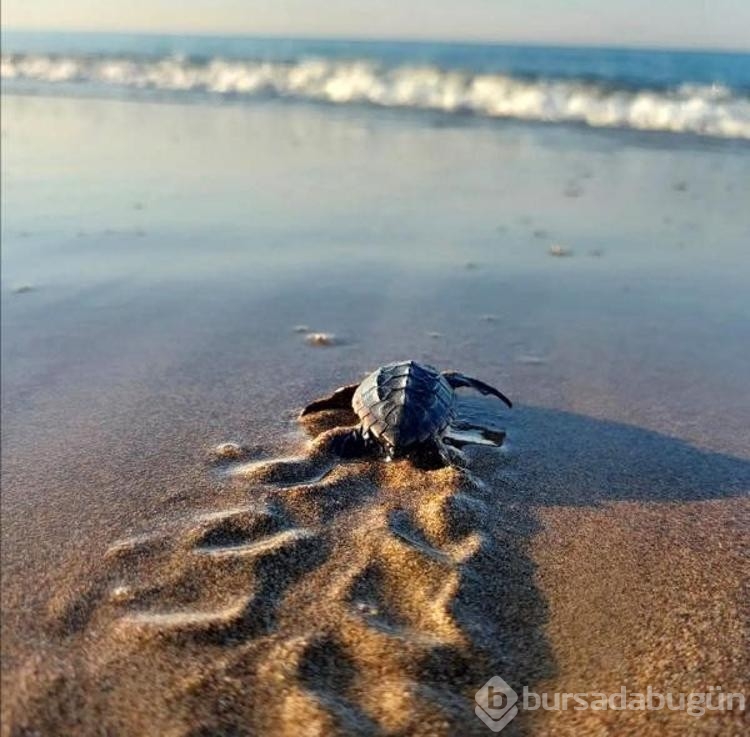 Denize ulaşan yavru caretta sayısı iki kat arttı
