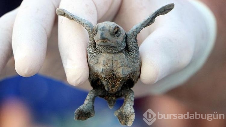 Denize ulaşan yavru caretta sayısı iki kat arttı
