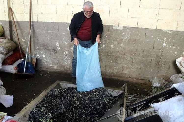 Kuraklık nedeniyle zeytinyağında verim yüzde 50 düştü, fiyat yüzde 100 arttı
