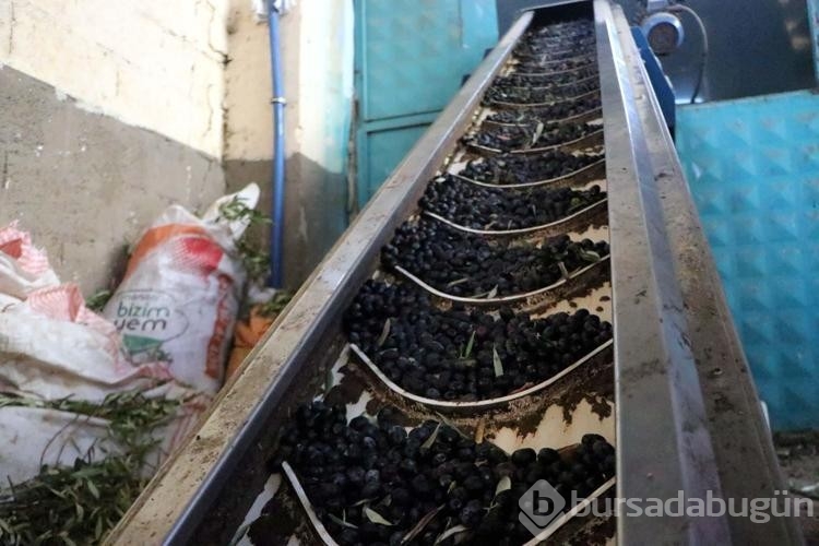 Kuraklık nedeniyle zeytinyağında verim yüzde 50 düştü, fiyat yüzde 100 arttı

