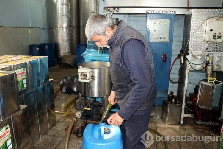 Kuraklık nedeniyle zeytinyağında verim yüzde 50 düştü, fiyat yüzde 100 arttı
