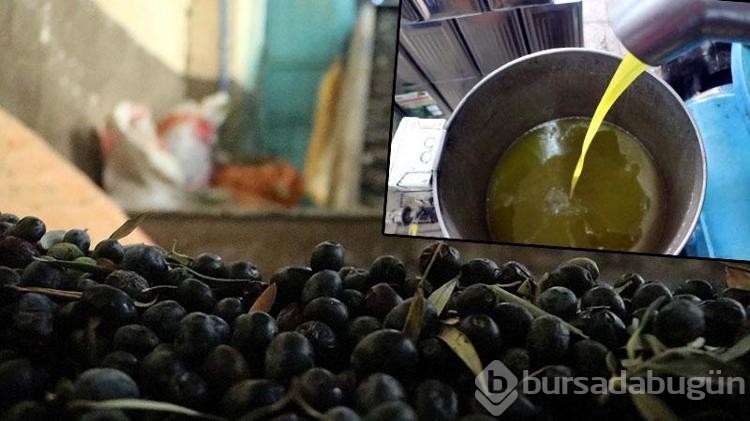 Kuraklık nedeniyle zeytinyağında verim yüzde 50 düştü, fiyat yüzde 100 arttı
