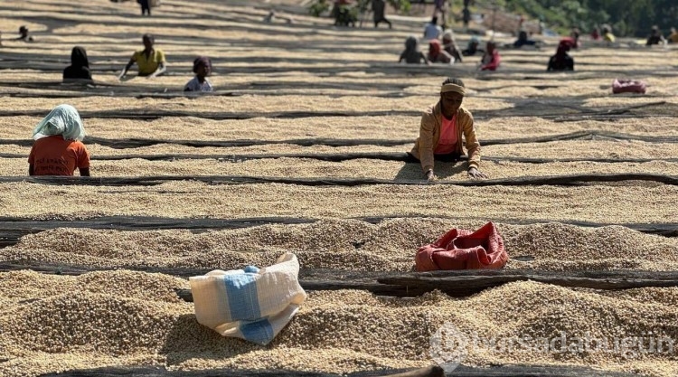 Etiyopya'dan dünyaya dağılan "vazgeçilemeyen lezzet" kahve
