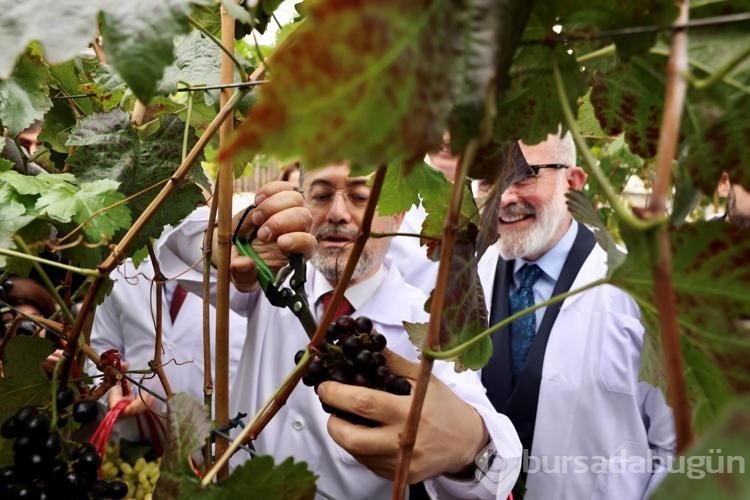 Bakan Yumaklı: Milletimiz zeytin üzerinden yapılan spekülasyonlara itibar etmesin
