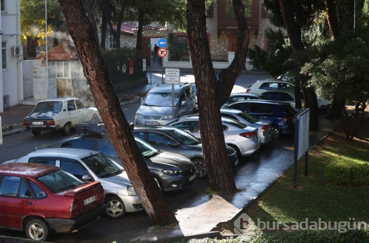 Çam ağacındaki manzara görenleri yoldan çevirdi