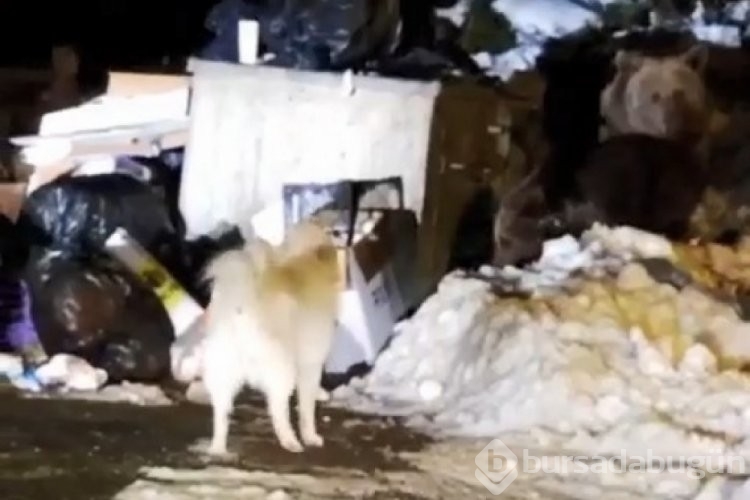 Uludağ'ın 'Uyuyamayan' ayı ailesi kendilerini rahatsız eden köpeğe saldırdı