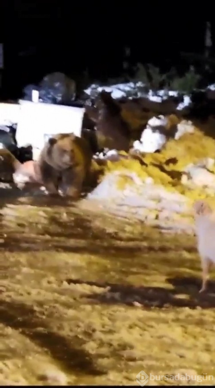 Uludağ'ın 'Uyuyamayan' ayı ailesi kendilerini rahatsız eden köpeğe saldırdı
