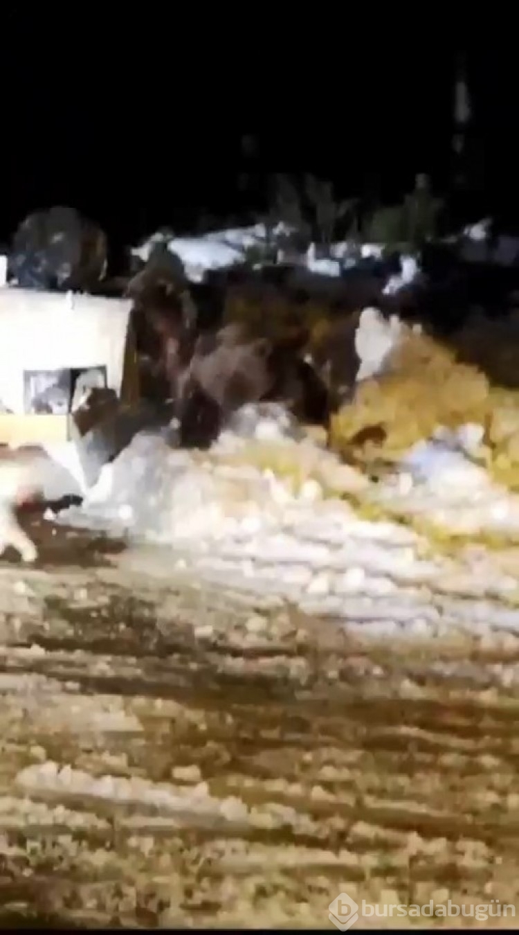 Uludağ'ın 'Uyuyamayan' ayı ailesi kendilerini rahatsız eden köpeğe saldırdı