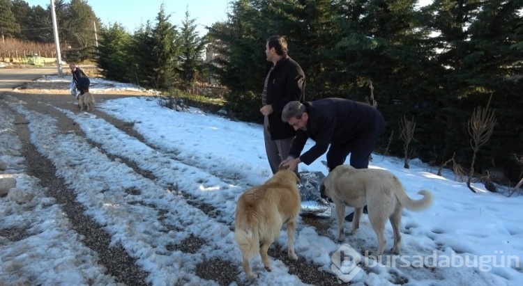 Uludağ'da zorlu kış şartlarına direnen hayvanlara sahip çıktılar