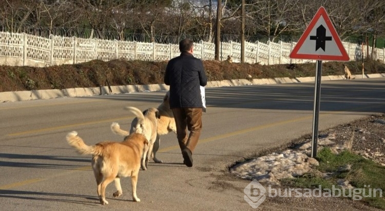 Uludağ'da zorlu kış şartlarına direnen hayvanlara sahip çıktılar