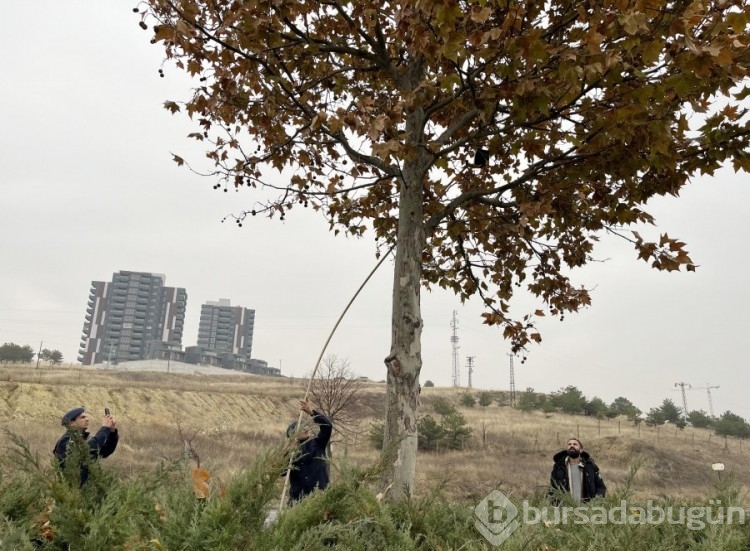 Kavşak projesi iptal edilen yolda ölen Gamze'nin çantası, ağaçta bulundu!