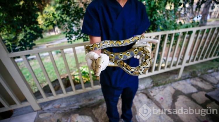 Antalya'nın pitonları
