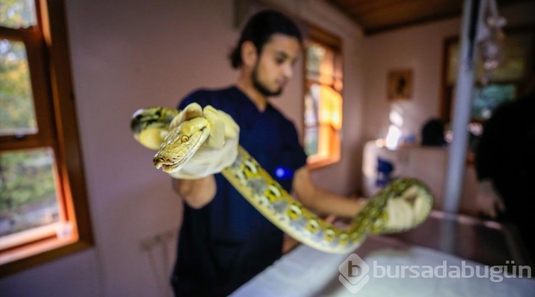 Antalya'nın pitonları