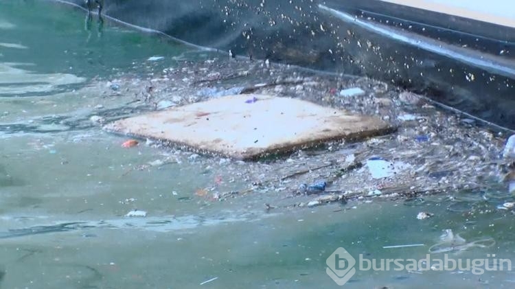 Boğaz'da denizanası yoğunluğu
