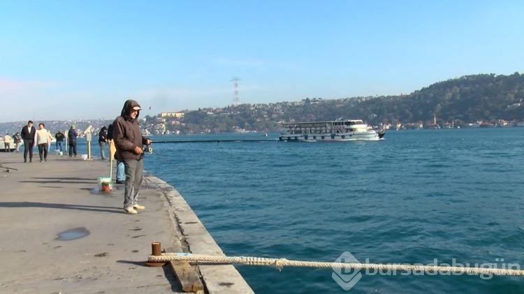 Boğaz'da denizanası yoğunluğu

